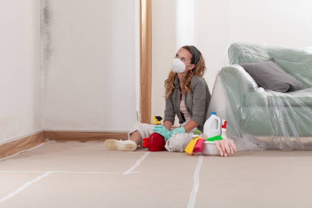 Reliable Basement Mold Remediation contractor in Groveland, MA by 24 Hour Mold Removal